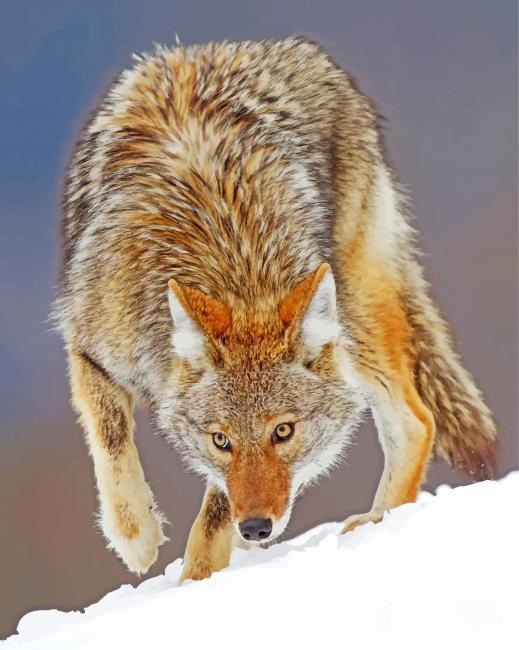 Coyote Animal Painting By Numbers Kits