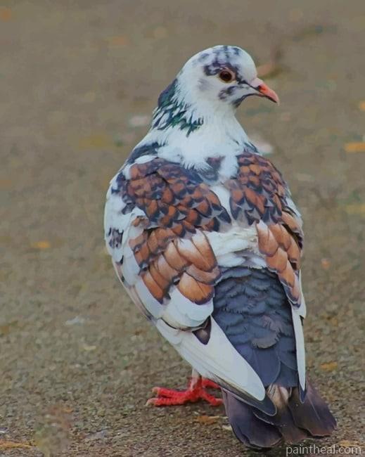 White And Gray Pigeon Painting By Numbers Kits