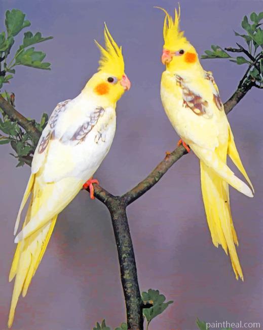 Cockatiel Yellow Birds Painting By Numbers Kits
