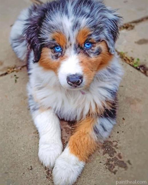 Blue Eyed Berger Painting By Numbers Kits