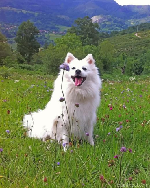 Happy American Eskimo Painting By Numbers Kits