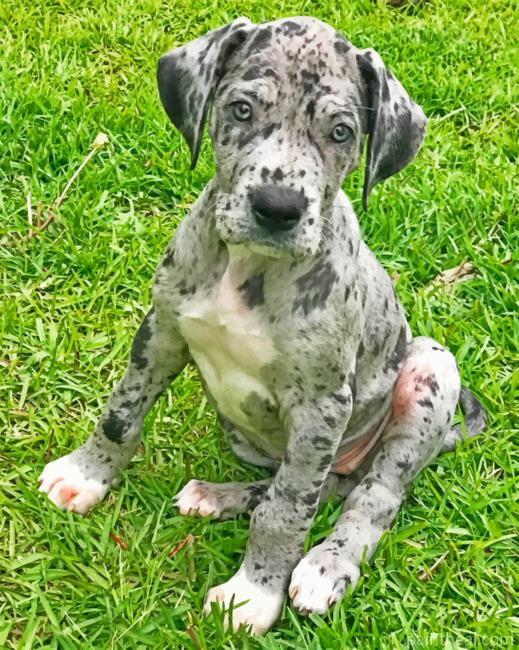 Great Dane Pet Painting By Numbers Kits