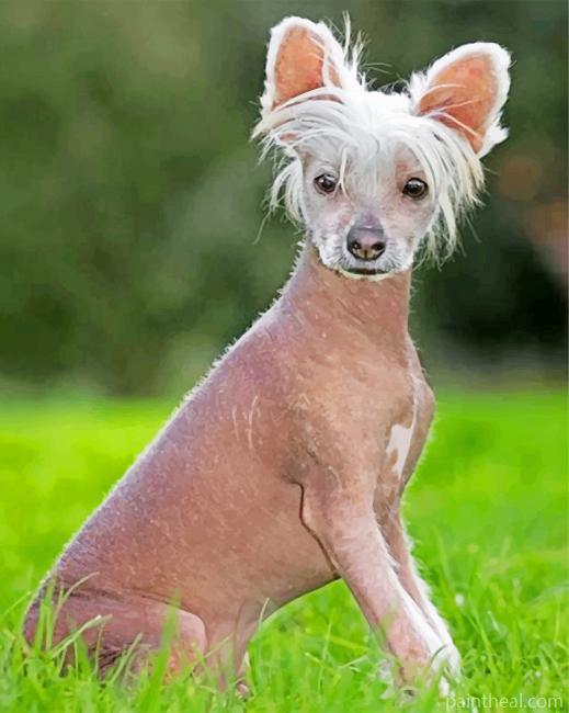 Hairless Chinese Crested Painting By Numbers Kits