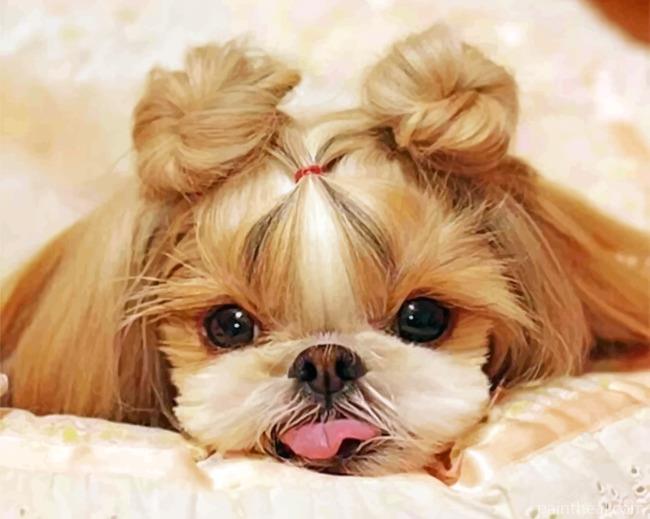 Adorable Shih Tzu Painting By Numbers Kits