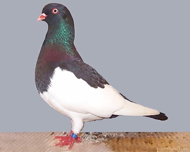 German Magpie Pigeon Painting By Numbers Kits