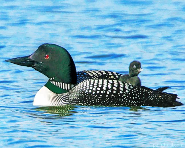Loon Bird In The Water Painting By Numbers Kits