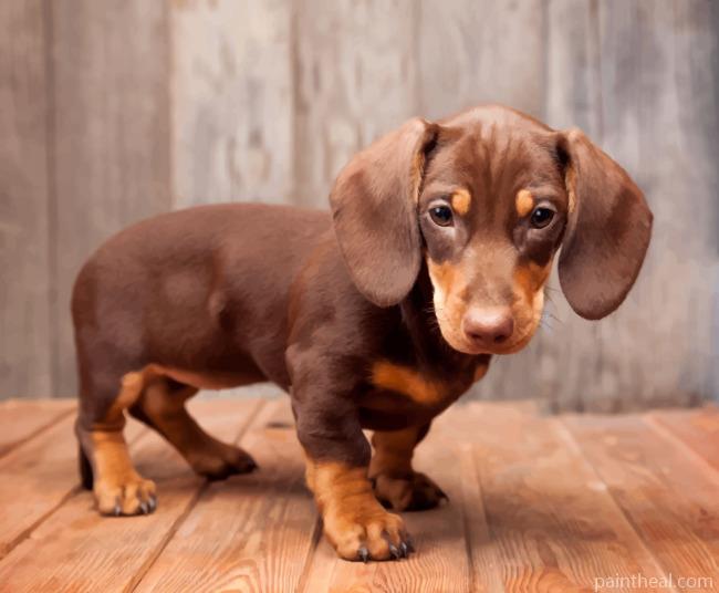 Little Brown Sausage Dog Painting By Numbers Kits