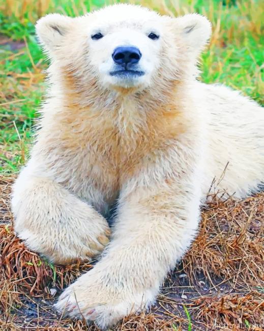 Baby Polar Bear Painting By Numbers Kits