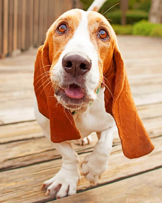 Brown Basset Hound Dog Painting By Numbers Kits
