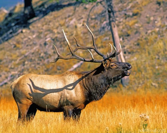 Yellowstone Elk Painting By Numbers Kits
