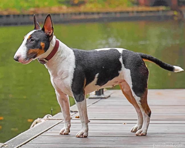 Bull Terrier Dog Painting By Numbers Kits