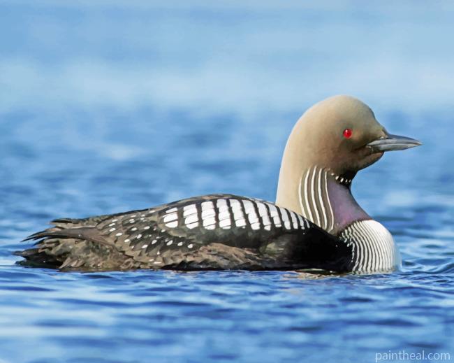 Loon In The Water Painting By Numbers Kits