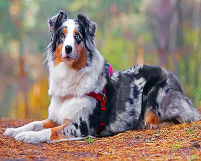 Australian Berger Dog Painting By Numbers Kits