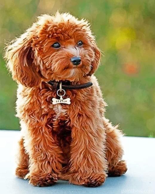 Cute Cockapoo Painting By Numbers Kits