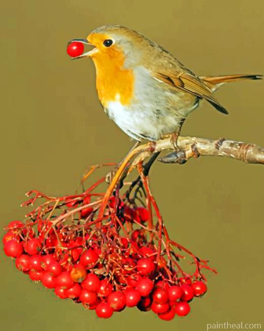 Robin Eating Painting By Numbers Kits