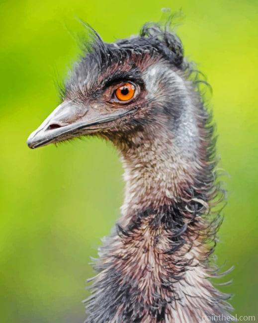 Emu Bird Portrait Painting By Numbers Kits