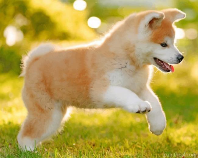 Japanese Akitainu Puppy Painting By Numbers Kits