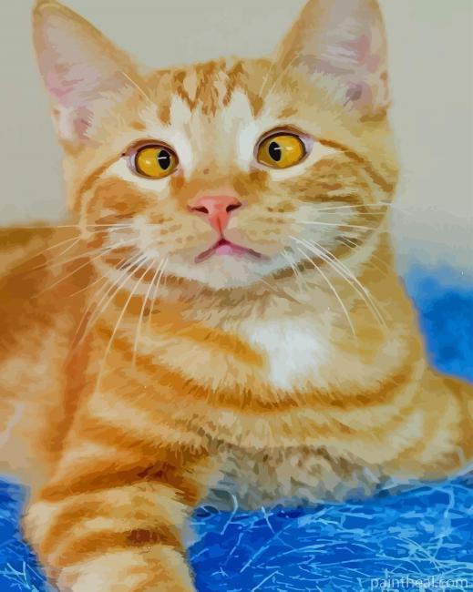 Cross Eyed Tabby Cat Painting By Numbers Kits