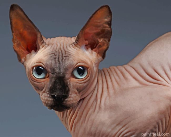 Adorable Sphynx Cat Painting By Numbers Kits