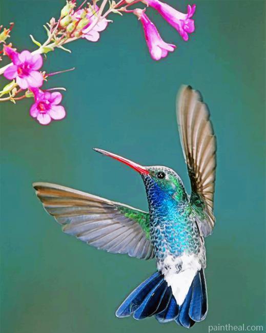 Aesthetic Hummingbird Painting By Numbers Kits
