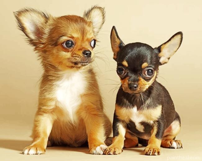 Chihuahua Puppies Painting By Numbers Kits