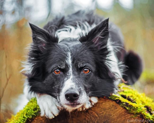 Black Border Collie Painting By Numbers Kits