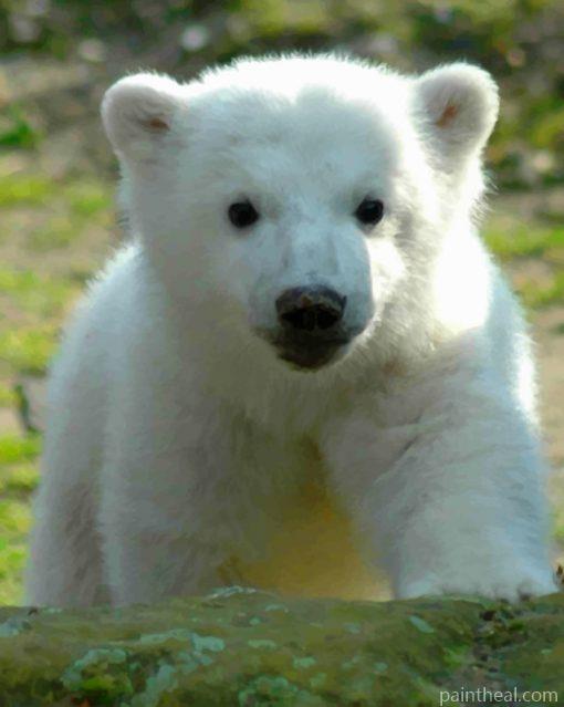 Baby knut Polar Bear Painting By Numbers Kits