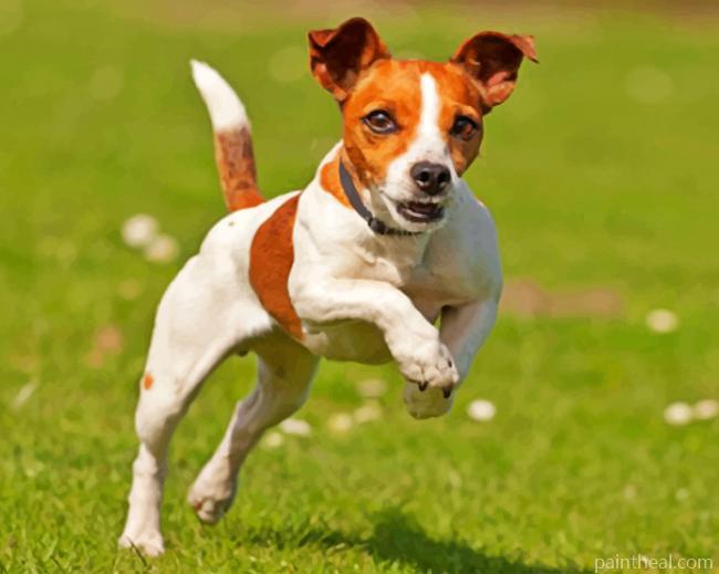 Happy Jack Russell Painting By Numbers Kits