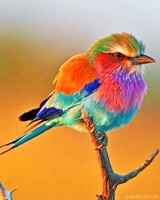 Colorful Robin Bird Painting By Numbers Kits