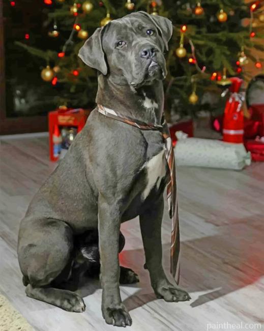 Cane Corso Celebrating The Christmas Painting By Numbers Kits