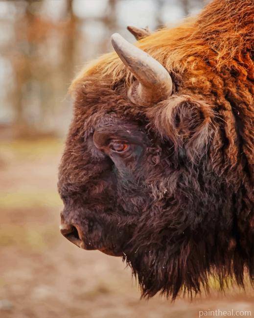 Bison Face Side View Painting By Numbers Kits