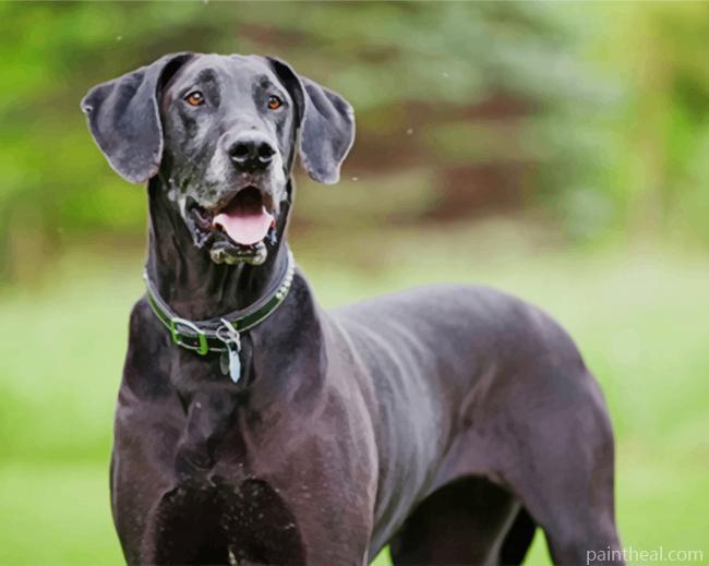 Black Great Dane Dog Painting By Numbers Kits