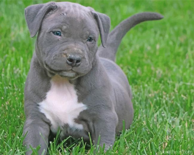 Pitbull Puppy Painting By Numbers Kits