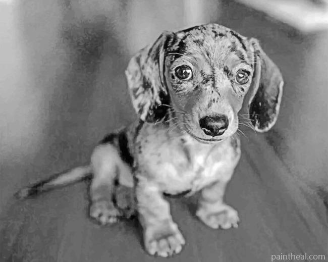 Black And White Sausage Dog Painting By Numbers Kits