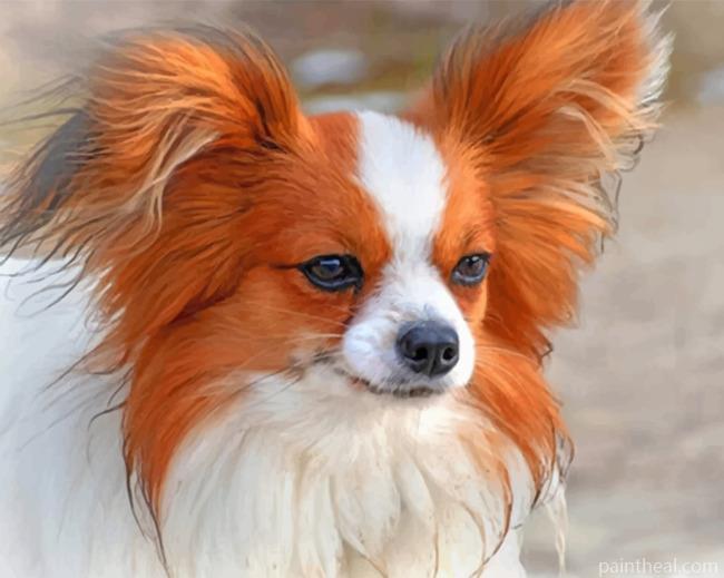 White And Brown Papillon Painting By Numbers Kits