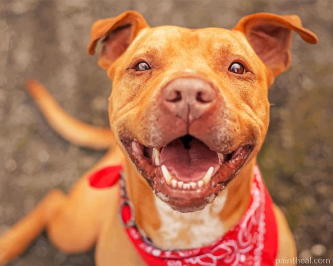 Happy Pit Bull Painting By Numbers Kits