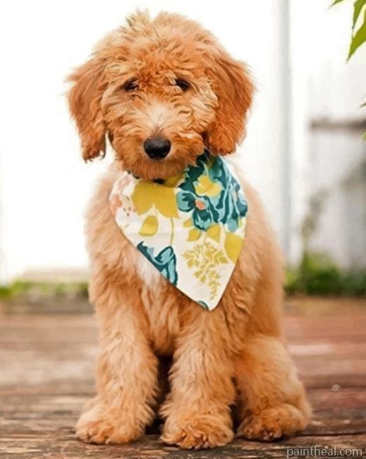 Australian Labradoodle Painting By Numbers Kits