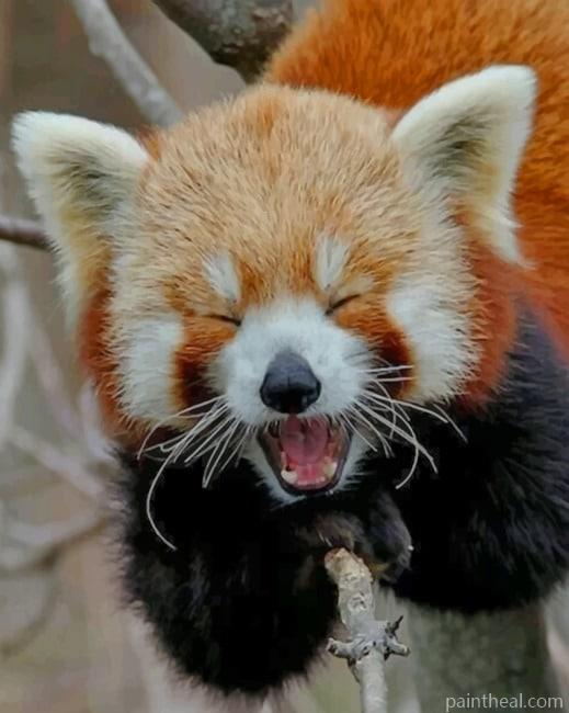 Red Panda Smile Painting By Numbers Kits