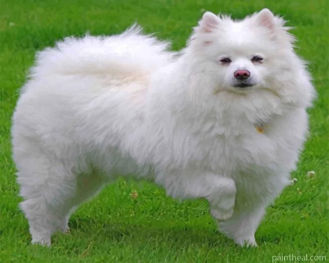 White American Eskimo Painting By Numbers Kits