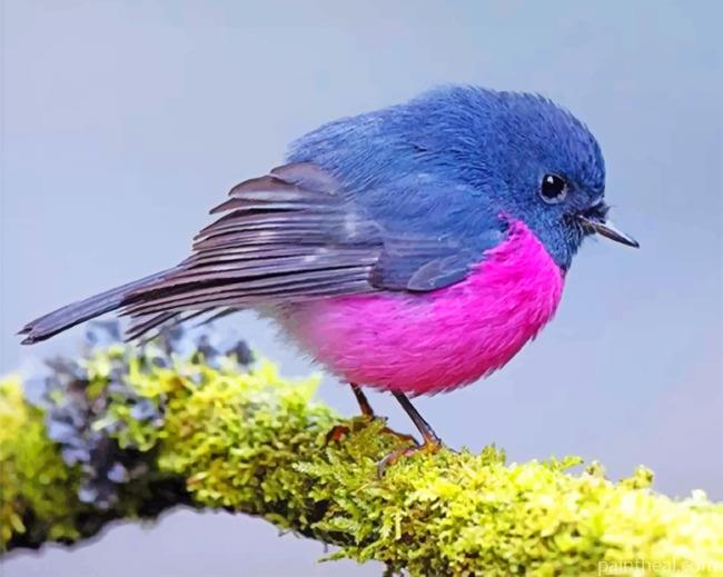 Robin Bird Painting By Numbers Kits