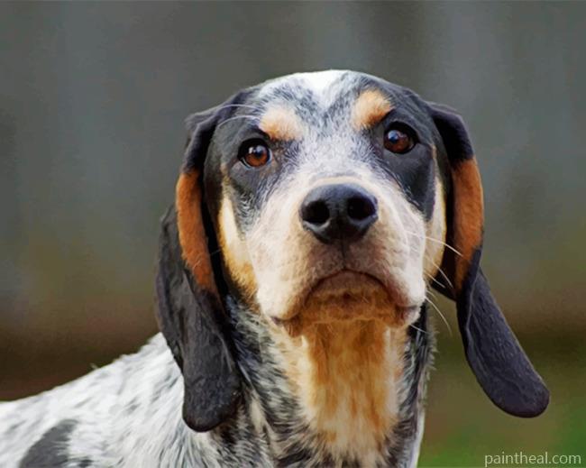 Bluetick Coonhound Painting By Numbers Kits