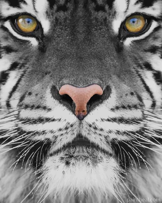 Black And White Tiger Photography Painting By Numbers Kits