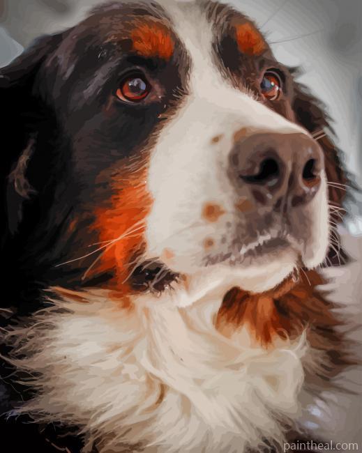 Cute Bernese Mountain Dog Painting By Numbers Kits