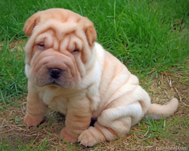 Adorable Shar Pei Painting By Numbers Kits