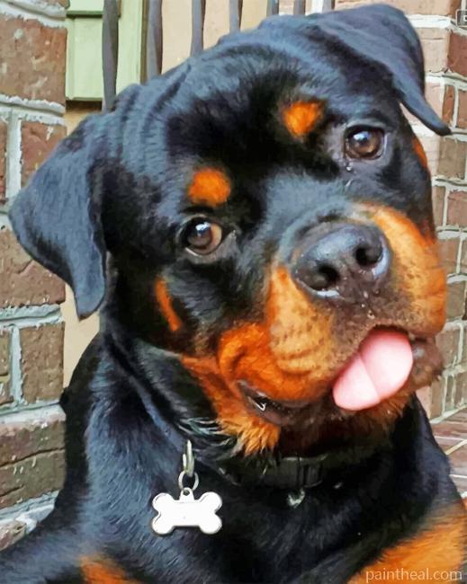 Baby Rottweiler Painting By Numbers Kits
