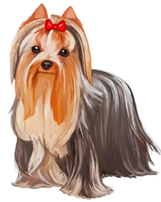 Cute Yorkie Painting By Numbers Kits