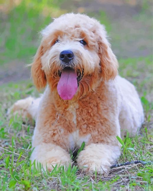Golden Doodles Painting By Numbers Kits
