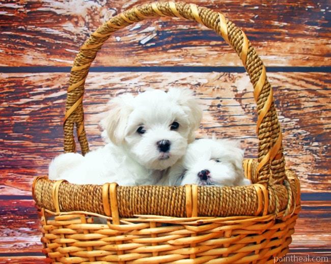 Maltese Puppies Painting By Numbers Kits