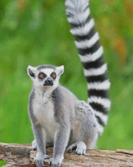 Ring Tailed Lemur Painting By Numbers Kits