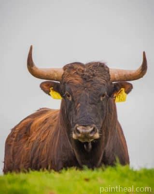 Brown Bull Painting By Numbers Kits